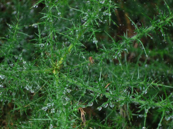 Water droplets with spider