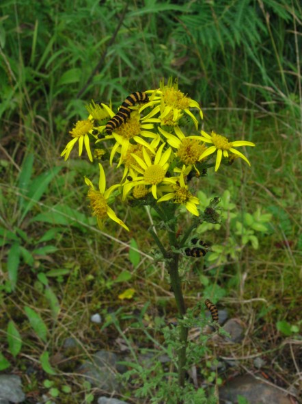 caterpillars on ragwort