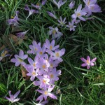Signs of spring, London – February