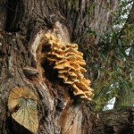 Fungi in London – end of October  |  ãƒ­ãƒ³ãƒ‰ãƒ³ã§ã‚­ãƒŽã‚³æŽ¢ã—