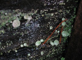 Cup lichen on wooden step