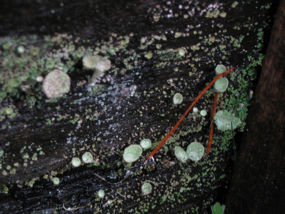 Cup lichen on wooden step