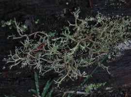 Shrubby lichen
