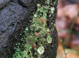 Cup lichen