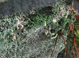 lichen