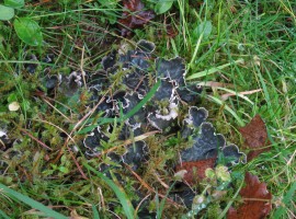 Lichen amongst grass