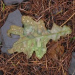 Another wet-weather woody walk, Snowdonia – November  |  é›¨ã®æž—æ•£æ­©