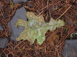 Oak leaf with water droplets