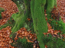 Beech leaves around tree