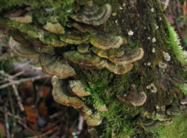 Turkeytail fungus