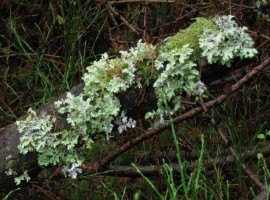 Leafy lichen on tree
