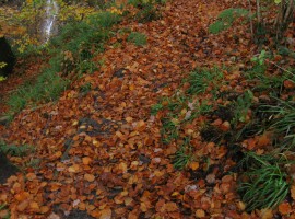 Fallen leaves near waterfall