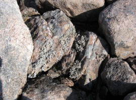 Some interesting lichen