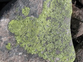 Heart-shaped green lichen formation