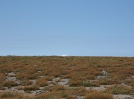A couple of ptarmigan