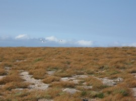 Ptarmigan flying away