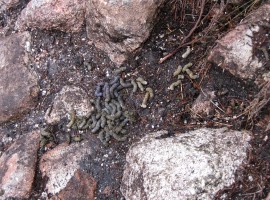 Ptarmigan droppings