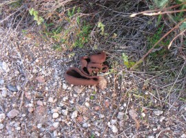 Brown cup fungus on path