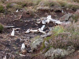 Whitened wood in peaty soil