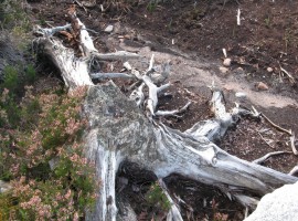 Whitened wood in peaty soil