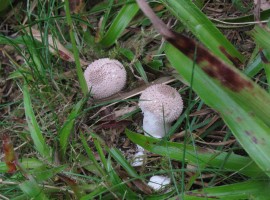 Puffball mushrooms