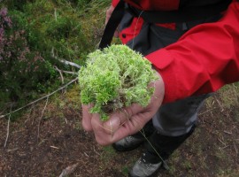 Bright green sphagnum moss