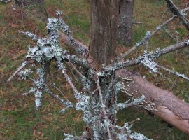 Lichen on branches