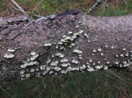 Turkeytail fungus