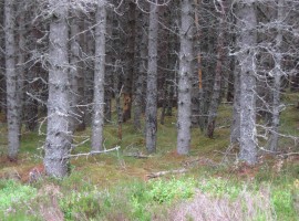 Looking into the trees