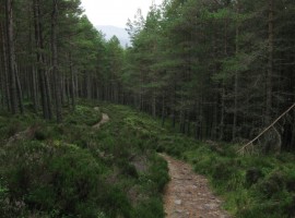Down a pleasant forest path