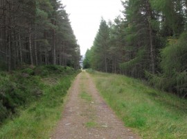 On a wider forest track