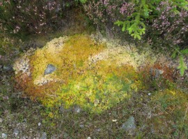 A bed of moss