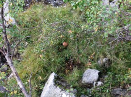 Mushrooms by the River Dee