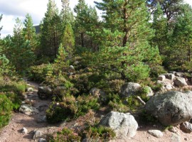 Trees in ex-exclosure