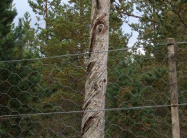 A tree with twisted bark