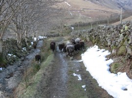 Walking behind sheep