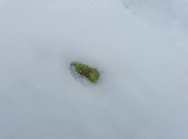 Lichen-covered stone in the snow