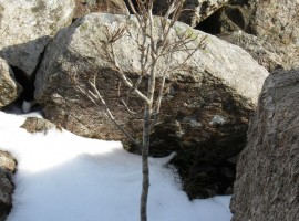 Little tree in rocks