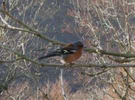 Chaffinch in Wasdale