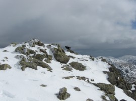 Crow at Ill Crag