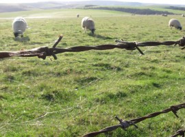 Spider threads on barbed wire fence and grass