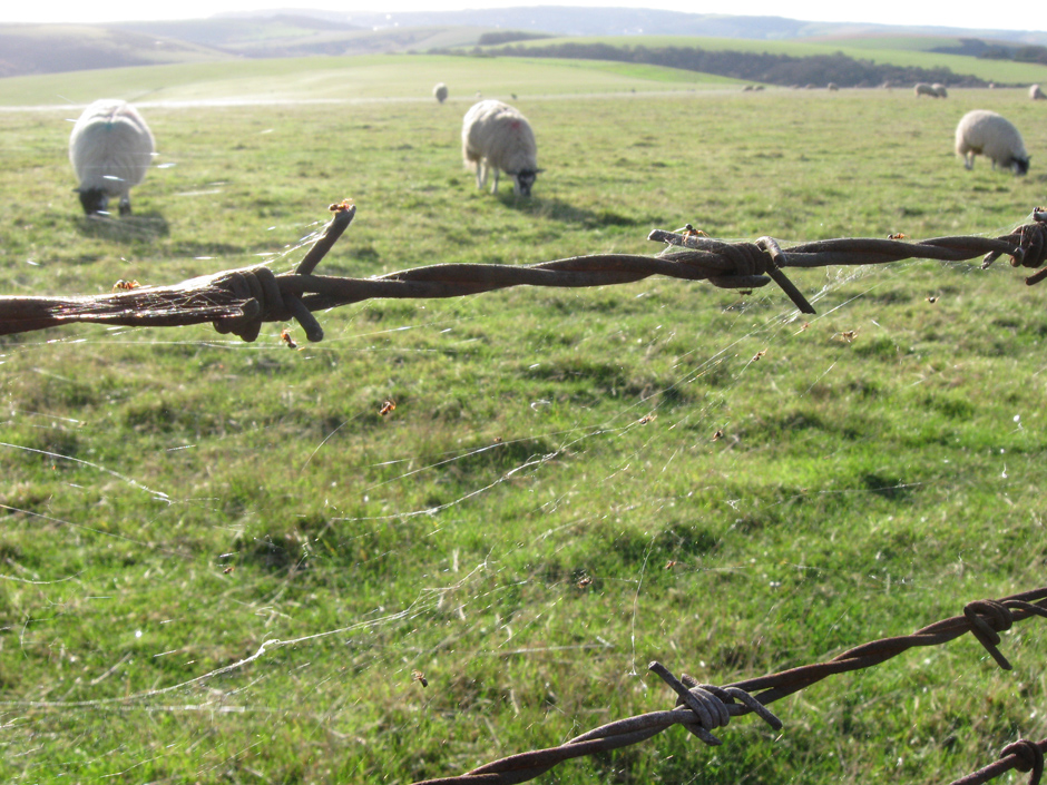 Spider threads on barbed wire fence and grass