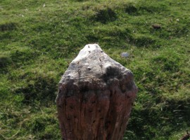 Spider threads on fence post