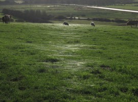 More spider threads in the grass