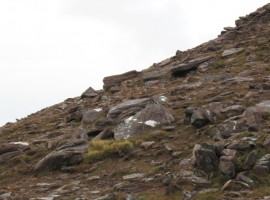 Five ptarmigan scuttling away around the hillside