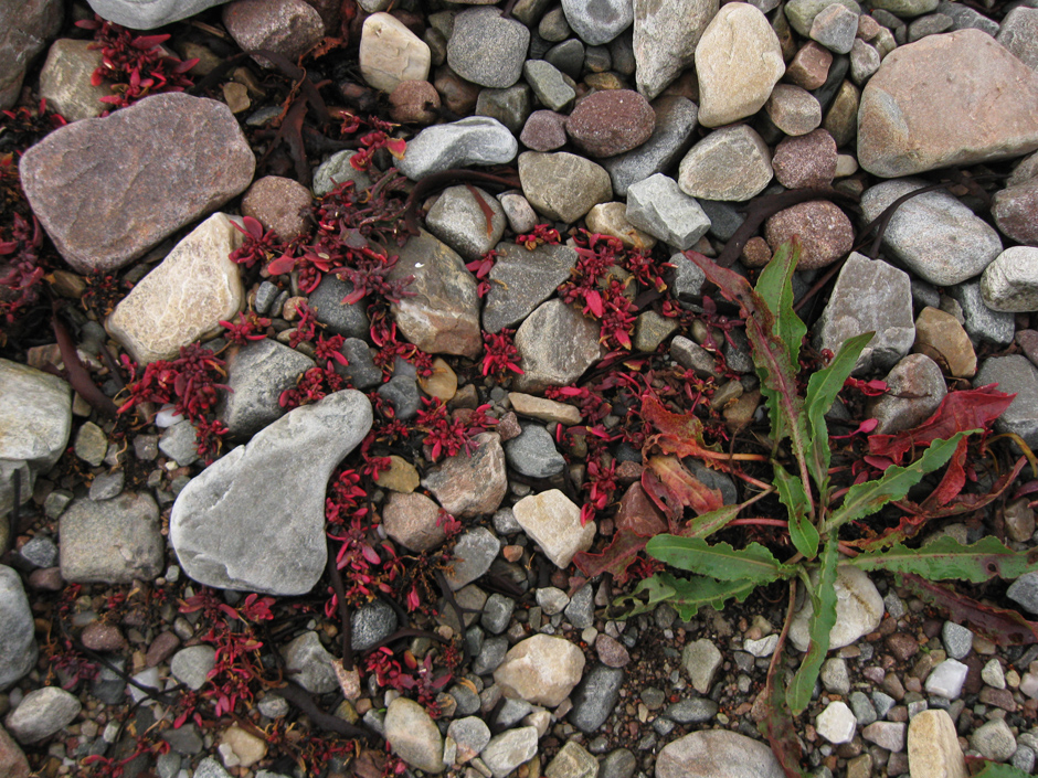 Red plant on shore of Little Loch Broom