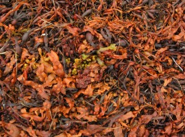 Orange seaweed on the shore of Little Loch Broom