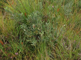 Bog myrtle