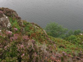 Heather and bracken covering the slopes