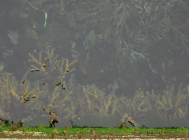 Looking down the side of the jetty at Scoraig